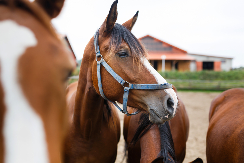 Brown Horse with Halter in Farm Paddock - Equine Veterinarian A close-up of a brown horse wearing a halter, standing calmly among other horses in a paddock with a barn in the background. - Equine Veterinarian