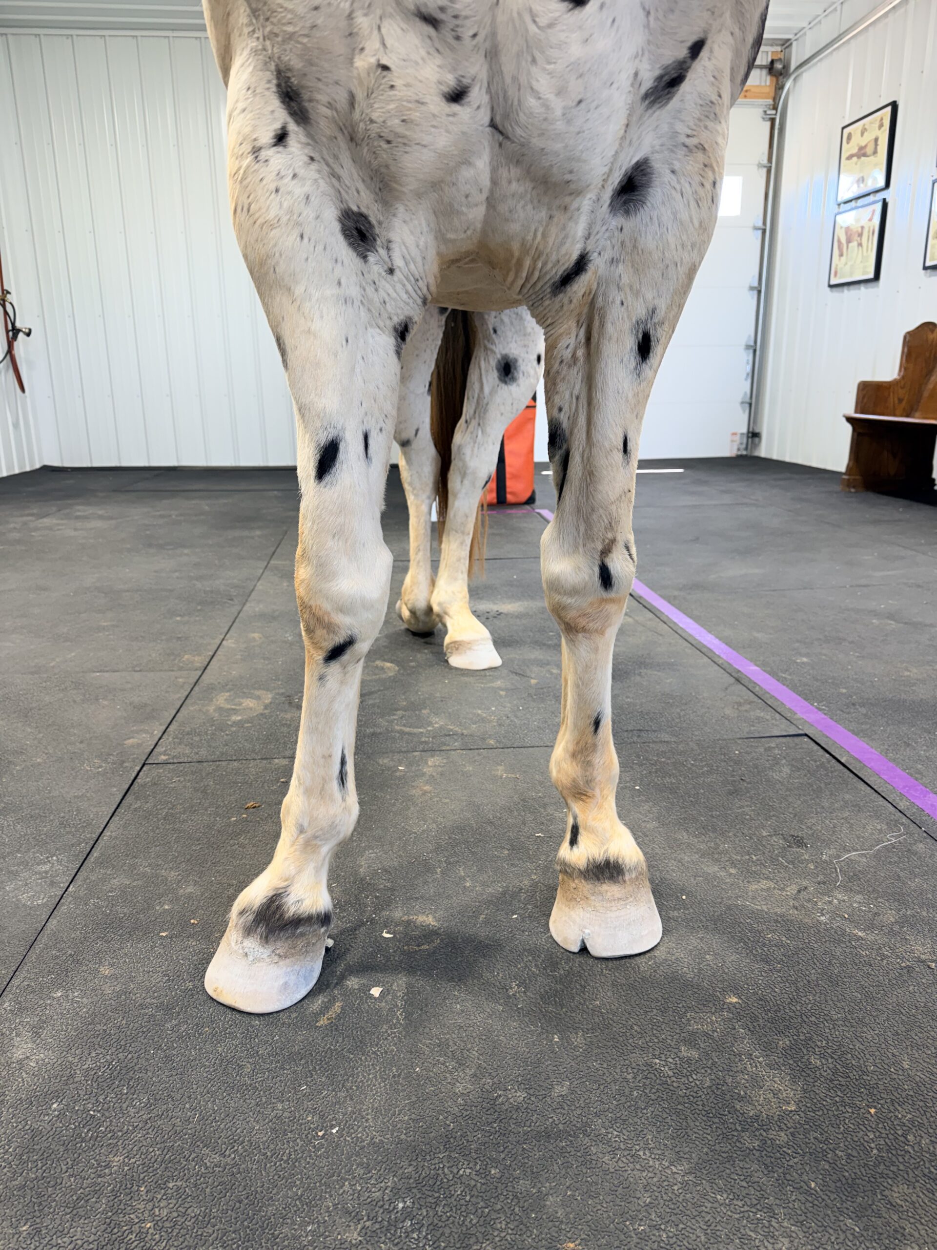 Petey the Appaloosa