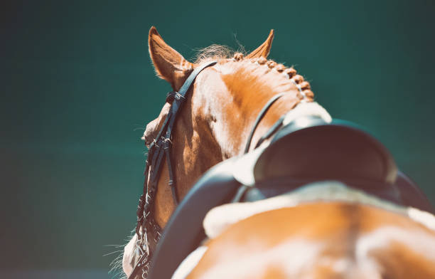 A close-up view of a horse in riding gear, showing its braided mane and ears from behind - Equine Veterinarian A close-up view of a horse in riding gear, showing its braided mane and ears from behind - Equine Veterinarian