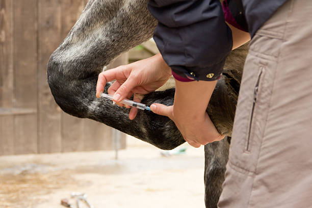 A veterinarian administering an injection to a horse's leg during treatment - Equine Veterinarian A veterinarian administering an injection to a horse's leg during treatment - Equine Veterinarian