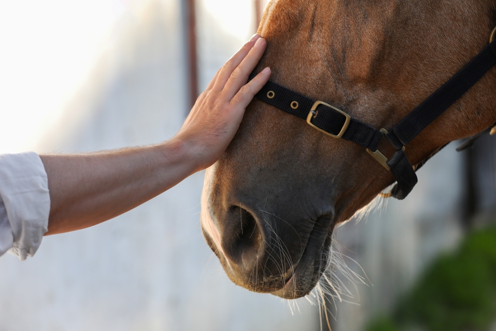Gentle Touch on Horse’s Muzzle - Equine Veterinarian A person gently places a hand on a horse’s muzzle, showcasing the bond between humans and horses in a calm setting. - Equine Veterinarian